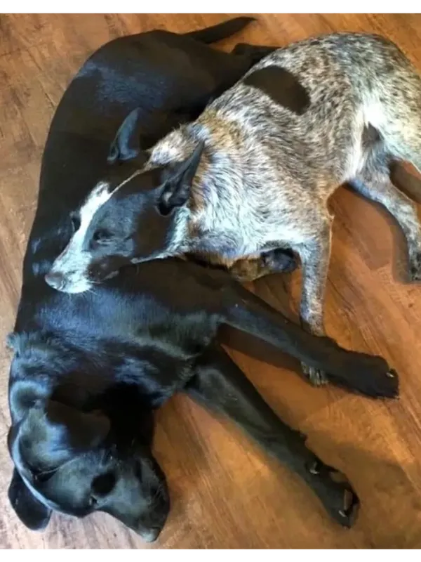 Pet and Animal Well-Being